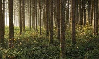 Investir dans les bois et forêts grâce aux parts de GFI