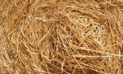 Baux ruraux : hausse du montant des fermages