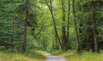 Verdir son patrimoine en investissant dans des parcelles de forêts